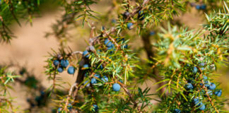 Ginepro 764 0 093 Ginepro